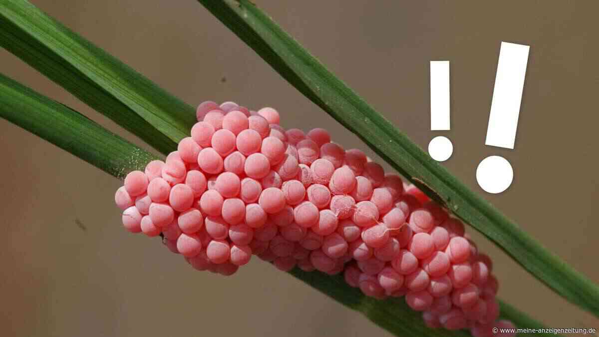 Pinke Eier am Teich: Was hinter dem Fund stecken kann