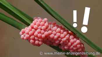 Pinke Eier am Teich: Was hinter dem Fund stecken kann