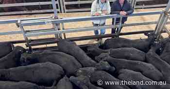 Cattle market fires: Tamworth steers 'well in excess of $6/kg' under rainy skies