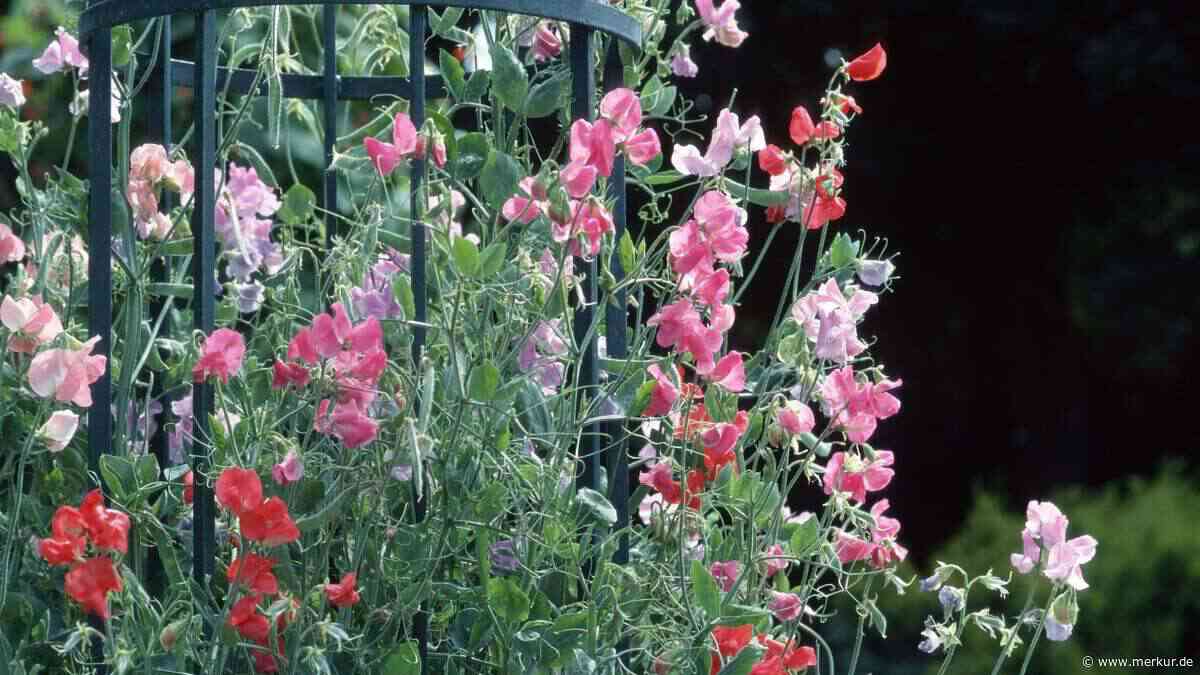 Blühender Sichtschutz gesucht? Diese 11 Kletterkünstler spenden Schatten für Balkon und Garten