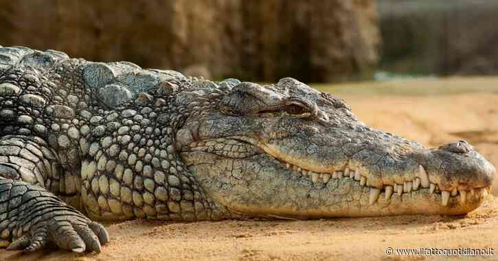 Bambino di tre anni cade nel recinto dei coccodrilli durante una visita allo zoo: fermato un uomo con l’accusa di tentato omicidio