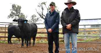 Rain follows reward as Belview Brangus sale tops at $18,000 twice