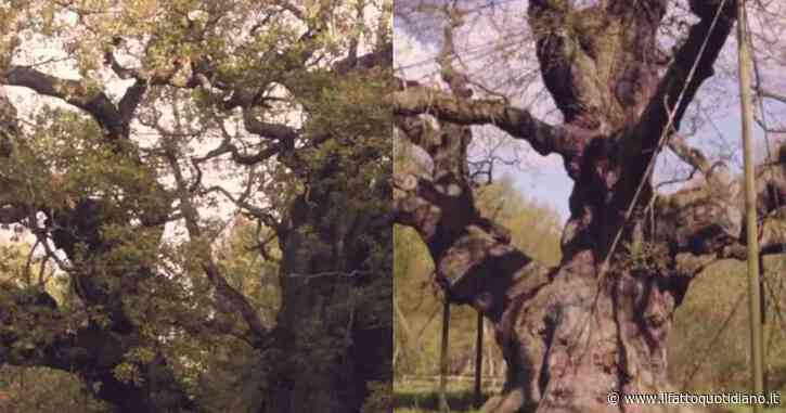 La quercia di Robin Hood è morta dopo mille anni: il motivo non è solo il tempo. Aveva tra gli 800 e i 1.200 anni di età