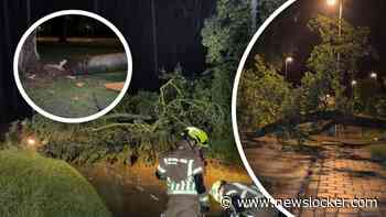 Beelden van stormschade in Limburg: meerdere bomen op de weg
