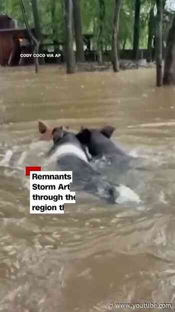 Pigs caught in heavy floods after tropical storm