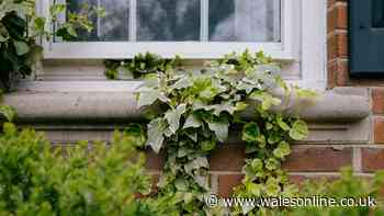Five aggressive garden plants that could put your home at risk