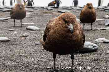 Deadly bird flu strain reaches last continent without it as Australia reports first suspected case