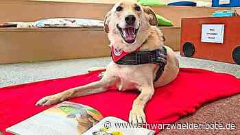 „Lesen mit Wuff“  in Nagold: Therapiehund Ella hört zu und verbessert nicht