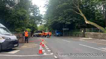Drivers told to avoid area after 'large tree' falls