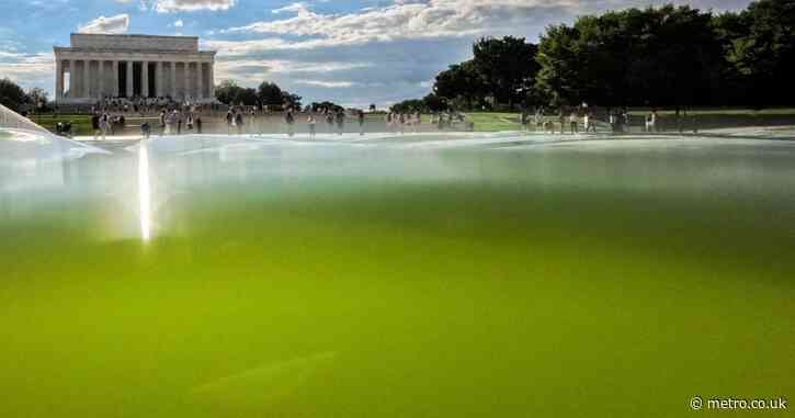 Paint is already peeling on Trump’s $14,700,000 Washington reflecting pool renovation