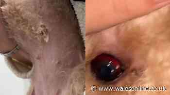 Woman claims groomer cut her dog's nipple and superglued it back on