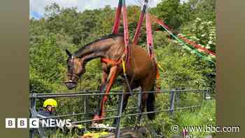 Horse stuck in bridge railings lifted to safety
