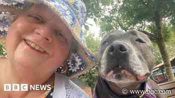 'My dog Gertie saved my life by helping to find my breast cancer'