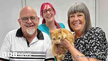 Cat reunited with family after fireworks scare