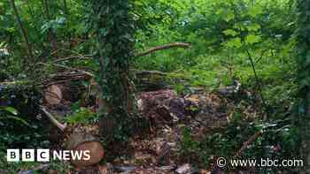 Chainsaws and vehicles used to damage woodland