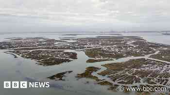 Moves to protect 'climate hero' saltmarshes