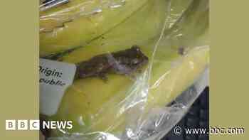 Exotic tree frog found in bunch of bananas