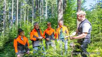 Für den Bergwald: Rotwildbestand halbiert