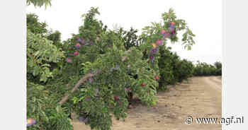 Pruimen schaars en duur, nectarines in vrije val: Extremadura schetst verdeeld steenfruitseizoen