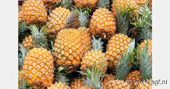 MD2-ananas opent deur voor bredere Filipijnse AGF-export naar Golfregio