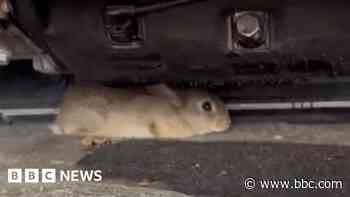 Mechanics discover runaway rabbit under car