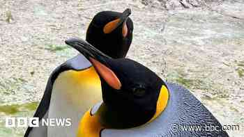 King penguin lays park's first egg in six years