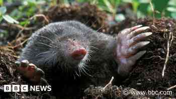 Park remains closed after moles dig up asbestos