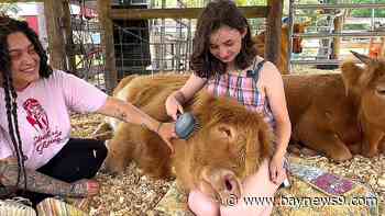 Cow cuddles and covered wagons: A one-of-a-kind farm getaway in Melrose