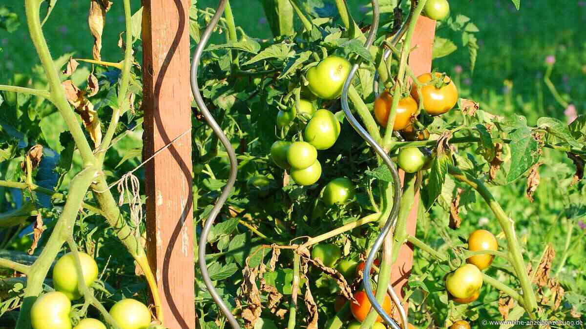 Tomaten knicken ab? Rankhilfe eines US-Professors löst Ihr Problem
