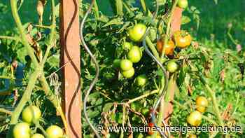 Tomaten knicken ab? Rankhilfe eines US-Professors löst Ihr Problem