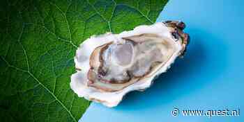 Waarom sommige veganisten wel oesters eten. Geen brein, geen pijn?