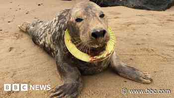 Ban call on flying rings blamed for seal deaths
