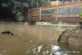 Boy, 3, injured at zoo ‘was attacked by crocodile’ in enclosure