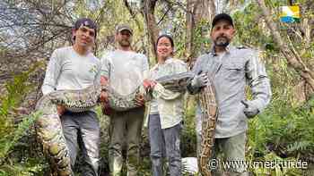Gefürchteter Jäger wird zum Gärtner der Everglades: Python verändert Floridas Sümpfe