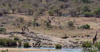 Canadian citizen killed in South Africa shooting at Kruger National Park