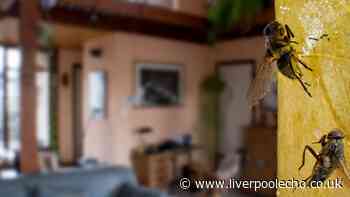 How to get rid of house flies this summer using simple 30-second task