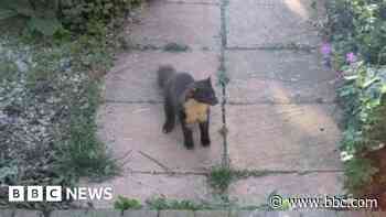 Rare pine marten spotted in back garden