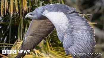 Appeal to track eagle after it 'goes for a wander'