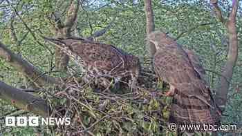 Live stream reveals rare bird of prey's nest