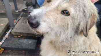 „Hat es besonders schwer“: Hund Filou hat einfach kein Glück – wer gibt ihm ein Happy-End?