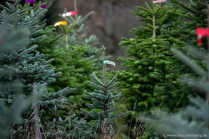 Hohe Transportkosten treiben Christbaum-Preise nach oben