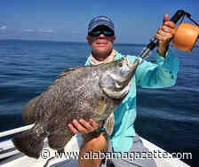 Live Tripletail Category Added to Alabama Deep Sea Fishing Rodeo