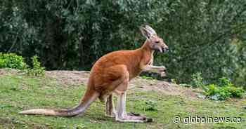 Escaped kangaroo settling in at Granby Zoo after roaming Montreal’s South Shore