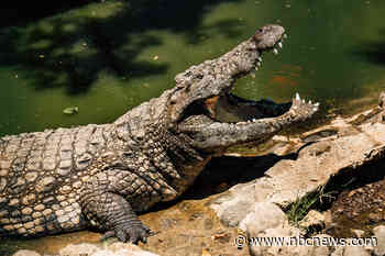 3-year-old critically injured by crocodile after ending up in its enclosure in British zoo