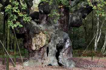 Ancient oak tree said to have sheltered Robin Hood dies after 1,200 years