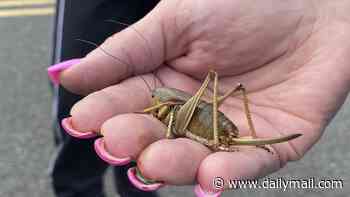 Biblical plague of cannibal crickets invades parts of the US sparking fears of end-times prophecy