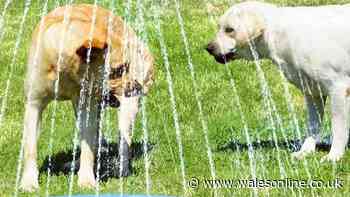 Heatwave 'must' is 'better than paddling pool' to keep dogs cool and 'kids love it'