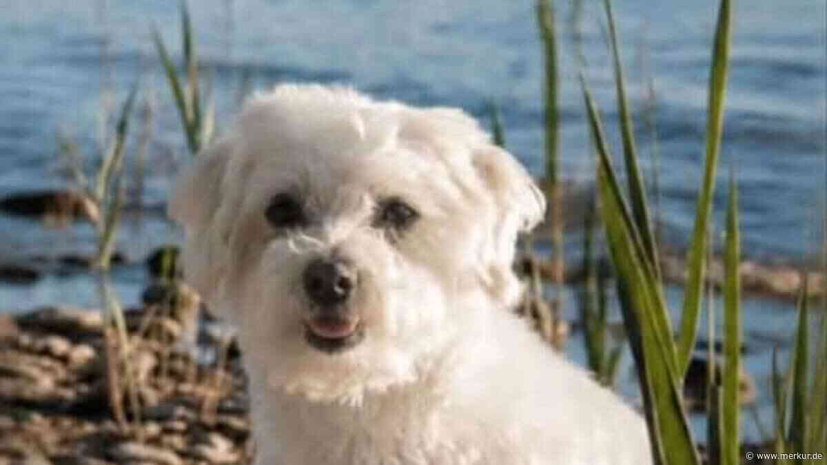 Hunde-Attacke beim Gassigehen: Maltipoo tödlich verletzt – „ich konnte nicht helfen“