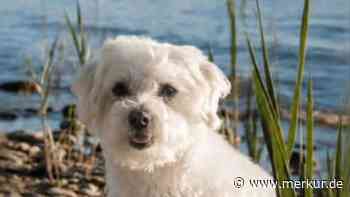Hunde-Attacke beim Gassigehen: Maltipoo tödlich verletzt – „ich konnte nicht helfen“