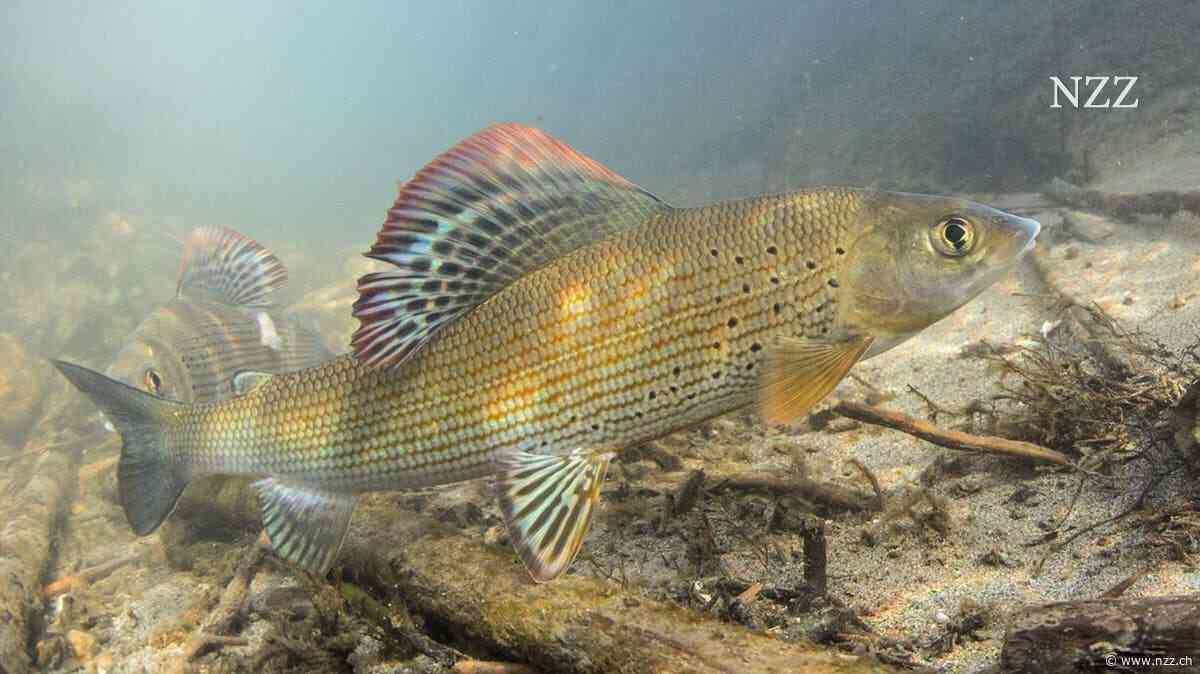 Unter der Hitze in der Schweiz leiden auch die Fische in den Flüssen. Vorhersagen sollen helfen, sie vor dem Ärgsten zu bewahren